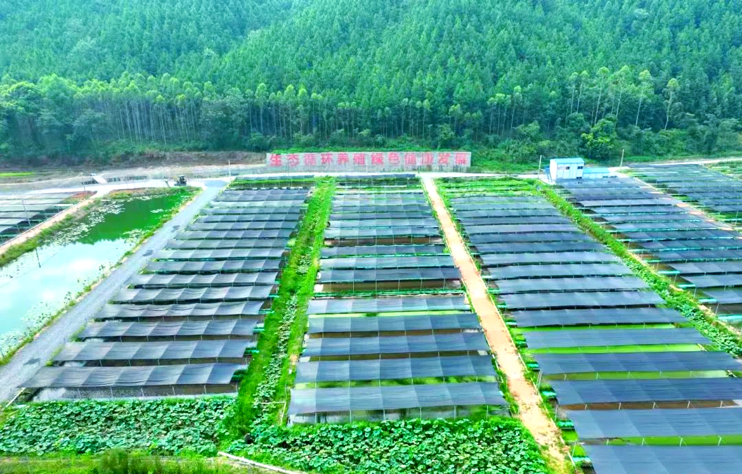 信息图:德保矮马生态循环系统,左侧为喀斯特牧场放牧矮马,中间箭头指向蚯蚓养殖槽处理马粪,右侧连接有机蔬菜大棚与脐橙果园,底部标注'零化肥零农药',顶部飘带写'国家地理标志保护产品' 德保矮马生态牧场循环系统示意图