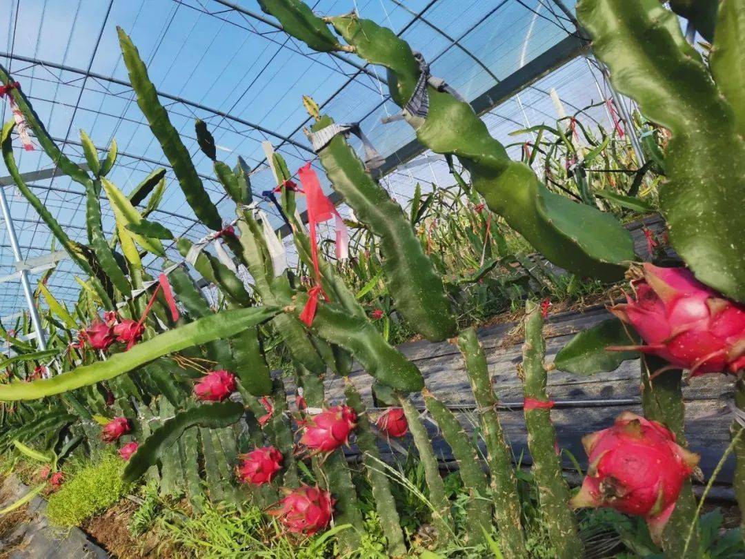 无人机航拍视角下的广西南宁市武鸣区大型火龙果种植园,整齐排列的日光温室覆盖着补光灯系统,夜间可见点点蓝紫色灯光照亮整片果园;田间可见工人正在采摘挂果的火龙果树,枝条呈三棱状攀附于水泥柱上,果实悬垂于地面附近 广西南宁火龙果种植基地航拍图
