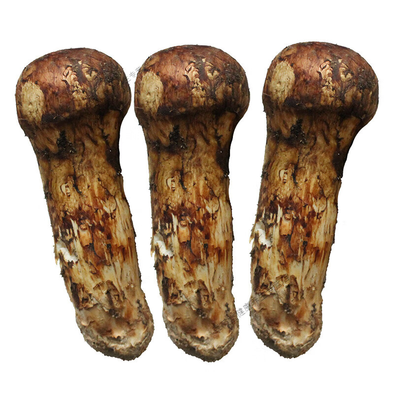 市场售卖场景中的松茸特写