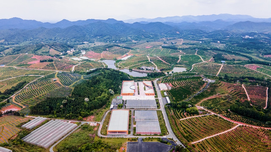 绿色生态农场全景图，展示有机种植区与传统农田对比