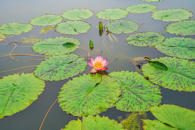 一个陶制大花盆中盛满黑褐色塘泥,清澈的水面漂浮着圆形浮叶,中央一根挺水叶 stalk 托起含苞待放的粉色莲花花蕾。旁边摆放着一把小铲子和一碗浸泡中的莲子,展现家庭种植莲花的温馨场景 家庭盆栽莲花实景图