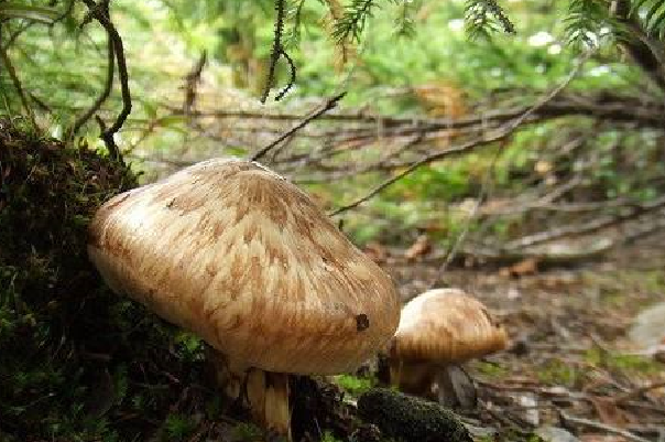 一幅科学插画风格的图示:地下部分展示松茸菌丝包裹着一棵松树的细根,形成菌根结构;地上部分是一棵挺拔的松树和两朵正在生长的松茸,背景为高山森林,标注了‘菌丝’‘菌根’‘松树根’‘子实体’等术语,用于说明松茸与树木的共生机制 松茸与树木根系共生示意图