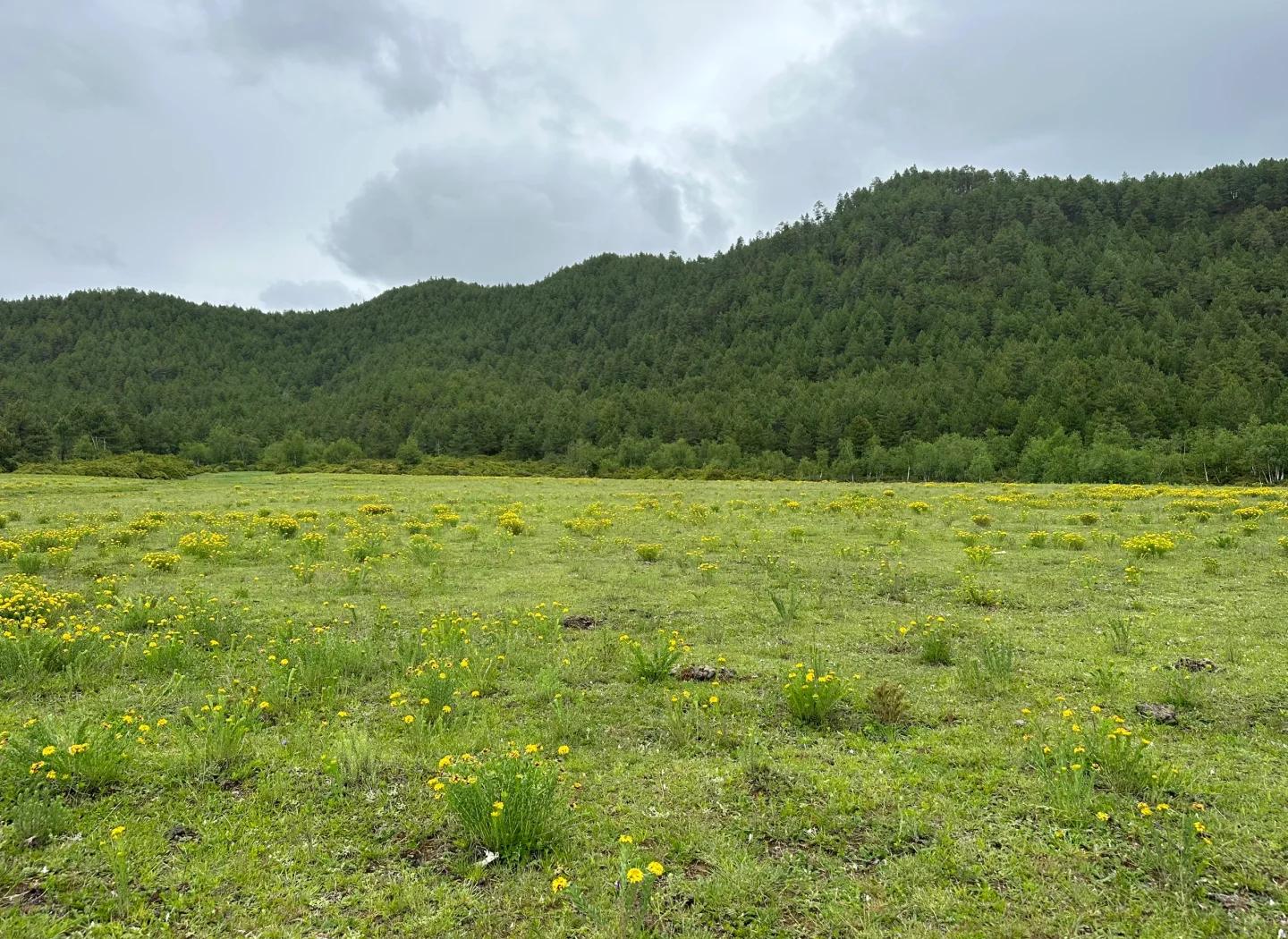 夕阳下一片野菊花与周边生态环境的全景图