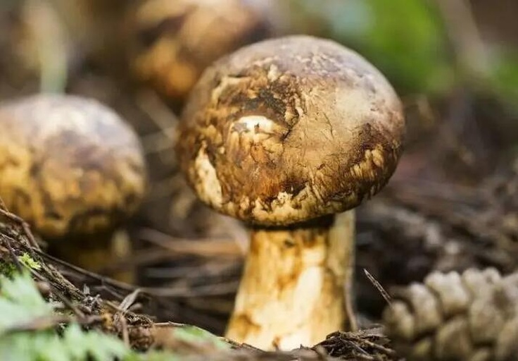 显微镜下对比松茸(Tricholoma matsutake)与鸡枞菌(Termitomyces spp.)的孢子形态图,左侧为椭圆形光滑孢子,右侧为较大且具刺状突起的孢子结构;背景为森林土壤剖面示意图,标注菌丝网络分布区域 图片描述