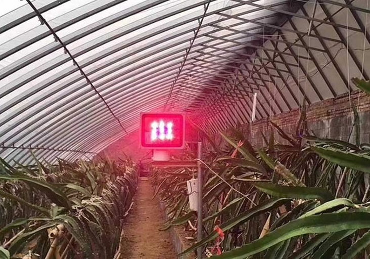 火龙果夜间补光现场实景图
