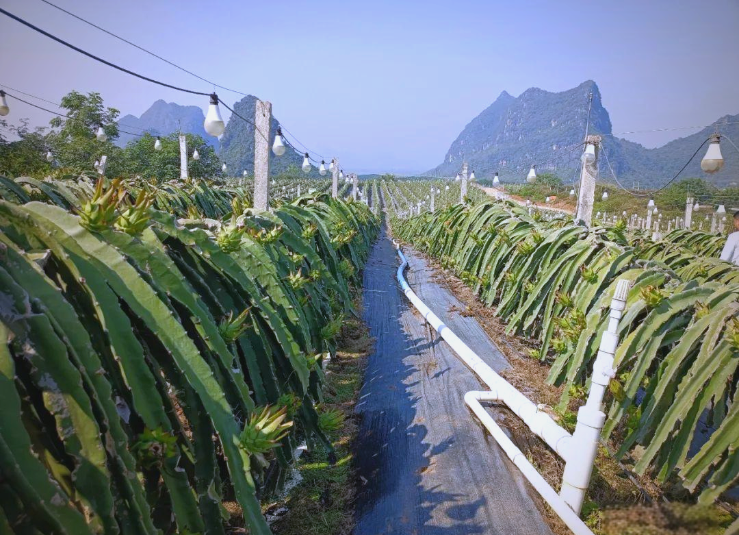 垂直挖掘的龙眼园土壤剖面展示,深度约60厘米,分为三层:表层20厘米为暗棕色腐殖质层,中层20~40厘米为红色粘壤土,底层40~60厘米为风化砂岩碎屑,标注了pH值、有机质含量和根系分布情况 高州龙眼果园土壤剖面图