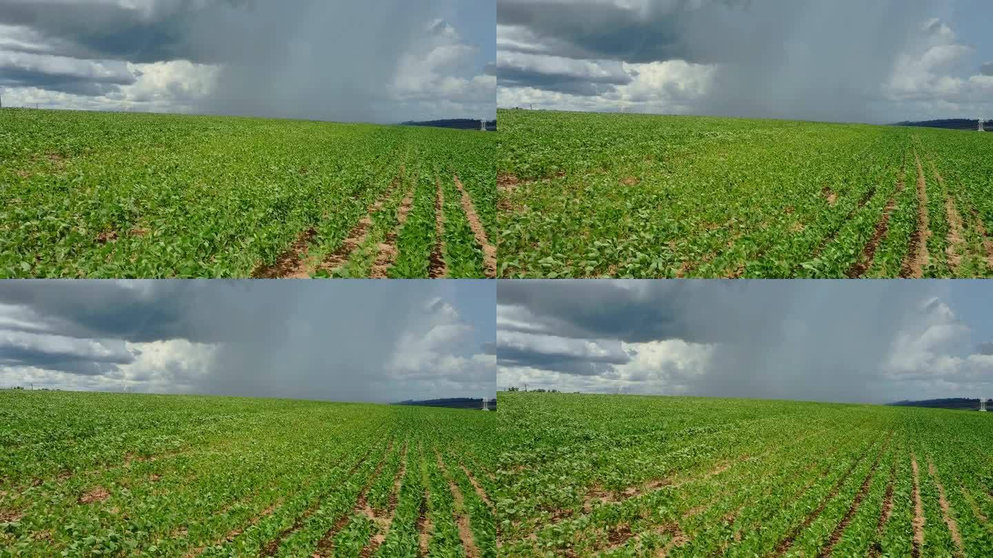 一片即将成熟的土豆田,植株叶片开始黄化枯萎,地面可见轻微裂缝,土壤表面湿润,远处天空阴云密布,预示降雨来临 成熟土豆田间状态