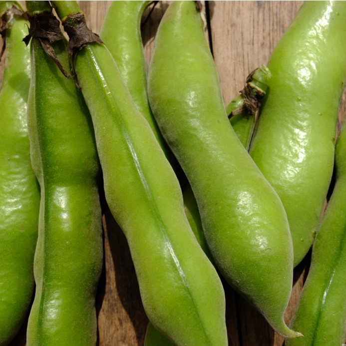 绿心蚕豆剖面特写