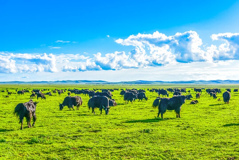 若尔盖高原上的羊驼群