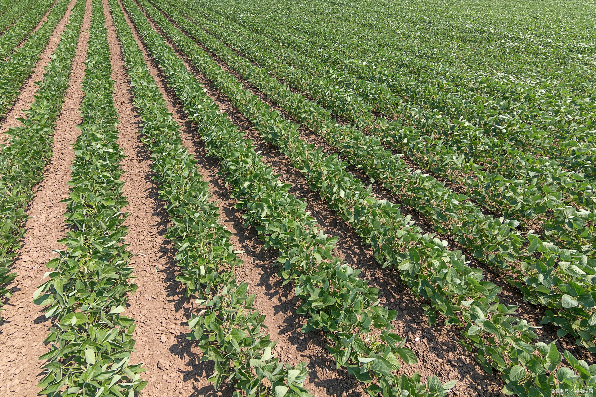 无人机航拍视角下的河南南阳黑豆种植基地,连片农田呈规则几何状分布,土壤为棕褐色砂壤土,田间设有气象监测站,远处可见丘陵地貌,体现生态种植环境 黑豆种植基地航拍图