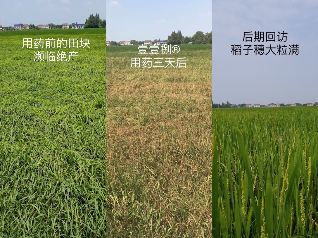 秋之宝在不同区域水稻田的应用对比示意图