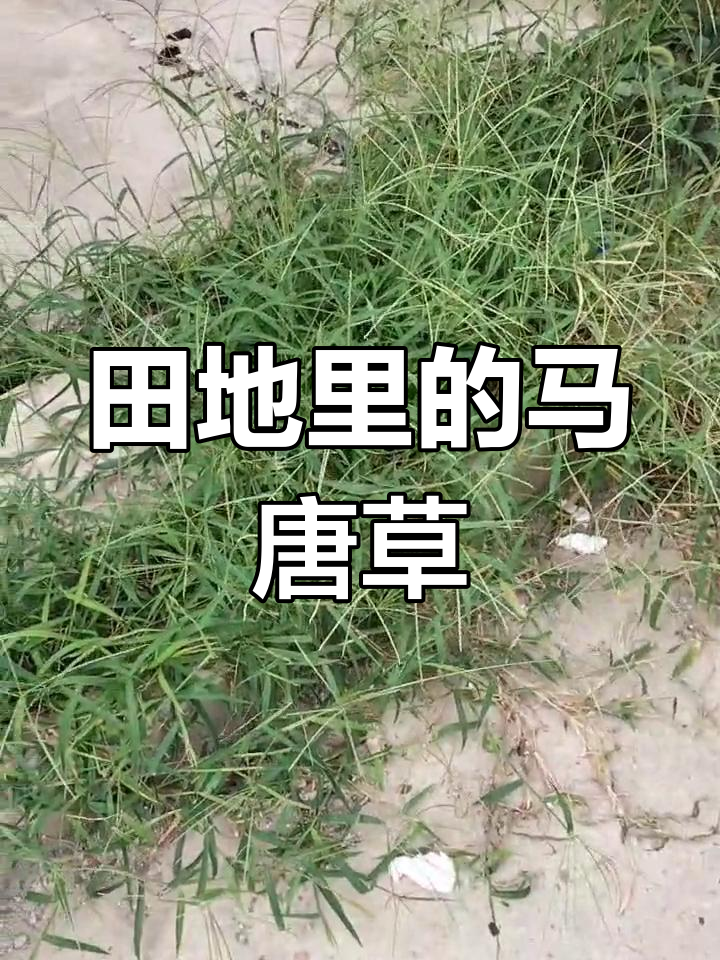 一片农田中密集生长的禾本科杂草,包括马唐、牛筋草和狗尾草,植株高度参差不齐,部分已开花结籽,土壤裸露明显,显示杂草对作物生长空间的侵占 禾本科杂草田间分布图