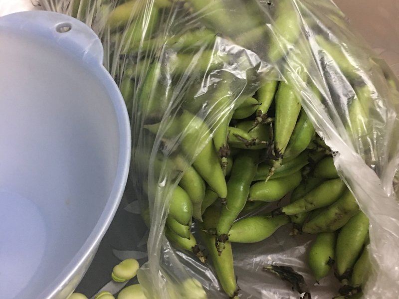 厨房场景中,一位家庭主妇正在清洗新鲜蚕豆,旁边配有‘去皮’‘浸泡’‘煮熟’三个步骤图示卡片,灶台上放着砂锅和计时器 图片描述