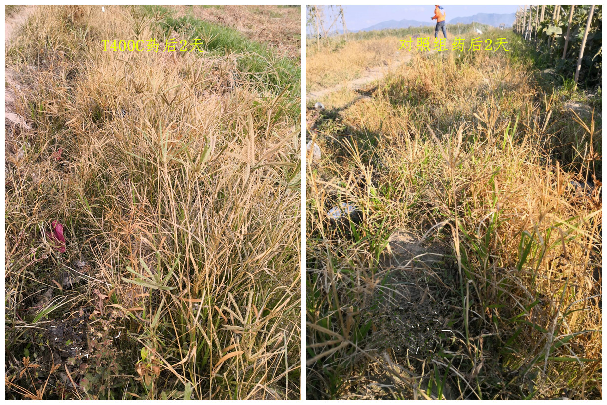对比展示三块相邻农田:左侧采用人工除草,杂草较多;中间为二甲戊灵封闭处理,地面整洁无杂草;右侧为未处理空白对照区,杂草丛生。图中标注了‘封闭除草显著提升田间管理效率’字样 农田中不同除草方式对比图