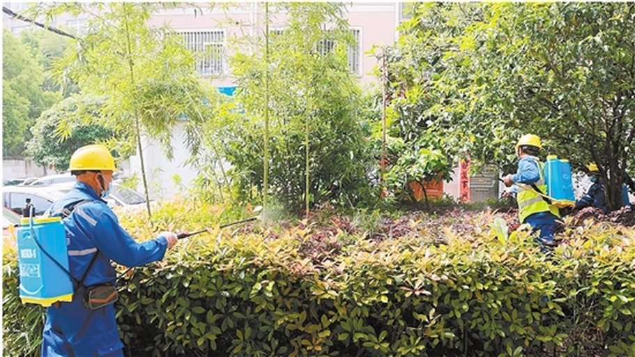 现代家居阳台上摆放多盆月季,一名女性身穿长袖衣物、佩戴N95口罩和橡胶手套,正用电动喷雾器对月季叶片背面进行喷药处理,喷头距离叶片约30厘米,形成细密雾状 室内阳台种植区,一位女性佩戴口罩和手套,手持喷雾器对月季叶片背面进行细致喷药作业