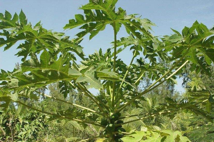 成熟的木瓜挂在高高的木瓜树上，阳光透过树叶洒在金黄色的果实表面，地面有几颗掉落的木瓜，背景是热带乡村景象