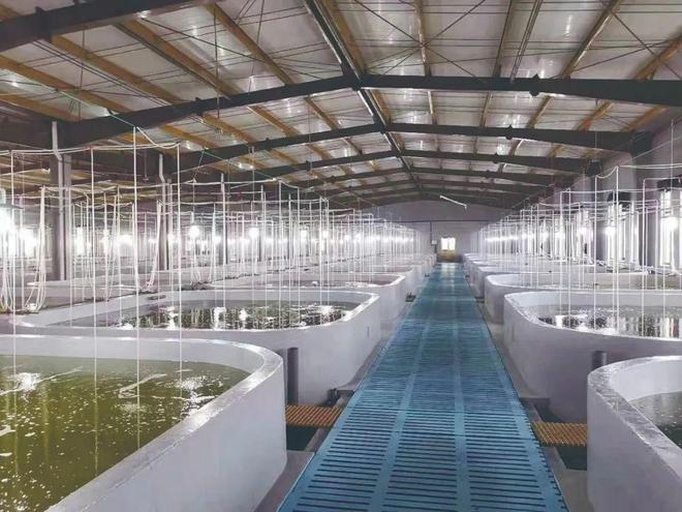 一个现代化的多宝鱼工厂化循环水养殖基地,包含整齐排列的圆形养殖池、中央排污系统、水质监测设备和自动投喂装置,背景为蓝色屋顶的养殖车间,外部可见海水取水管道和沉淀池设施 多宝鱼养殖基地全景图