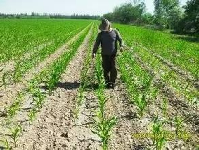 农民在田间查看玉米长势