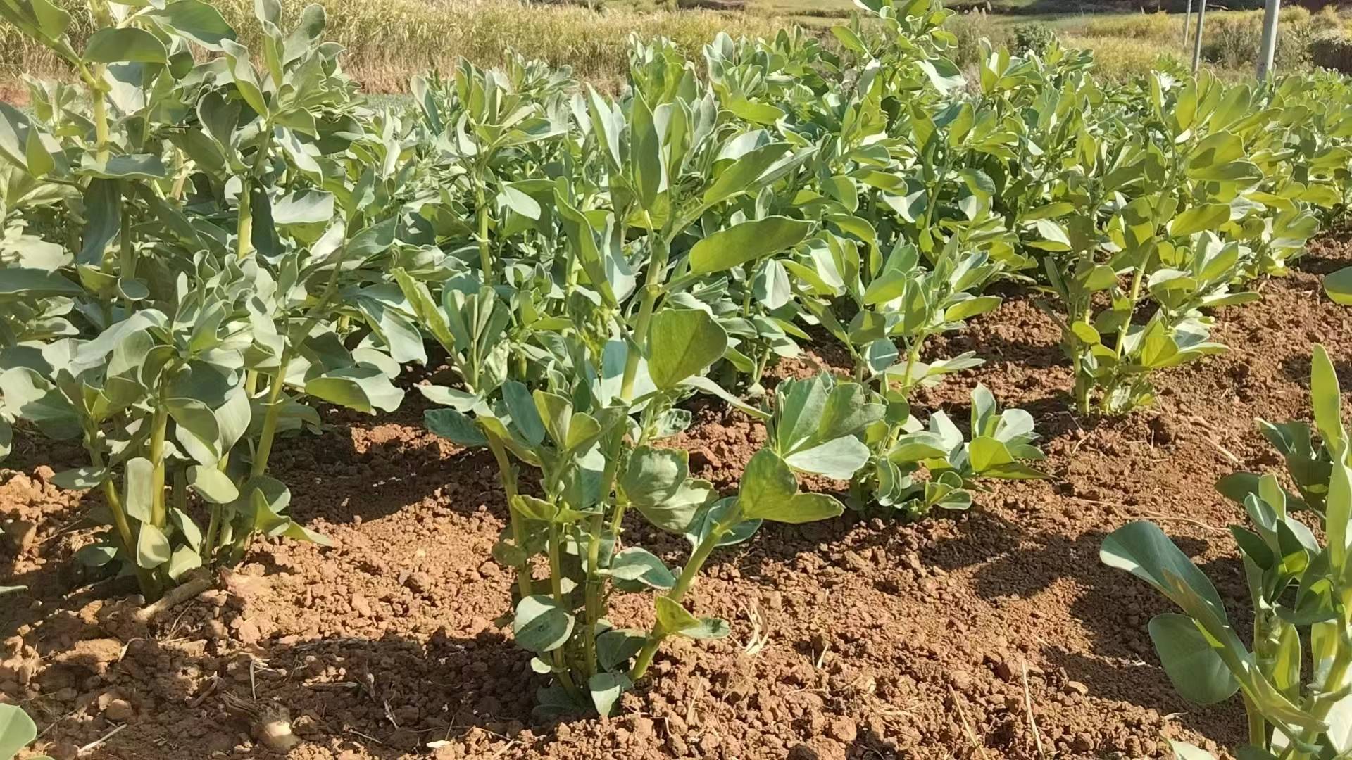 蚕豆植株全景图