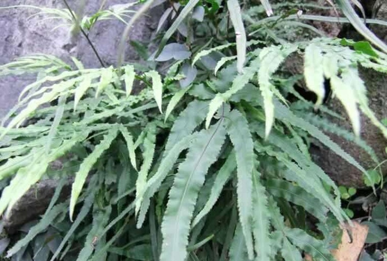 一株槲蕨自然生长在陡峭的石灰岩崖壁上,叶片羽状分裂,绿色茂盛,根茎紧贴岩石表面延伸,周围可见苔藓和其他附生植物,环境湿润阴凉 石崖环境中生长的槲蕨植株