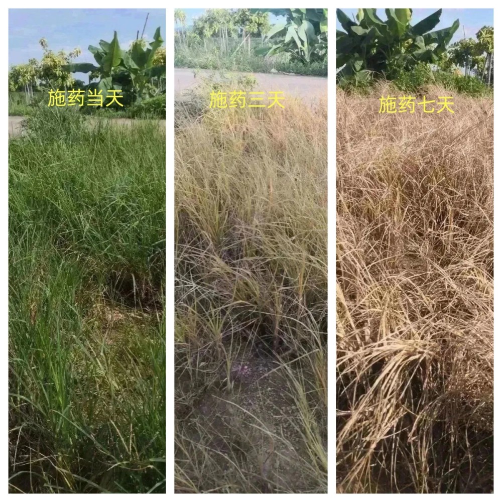 根部吸收型除草剂作用机制示意图