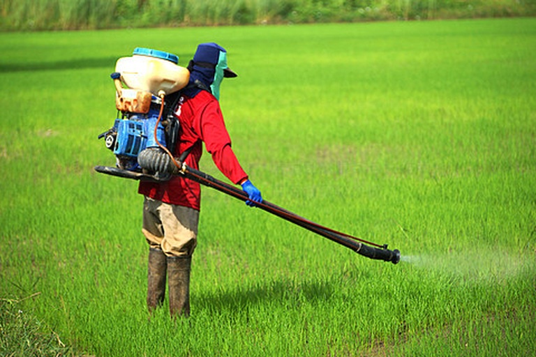 农户在旱稻田喷洒除草剂现场图
