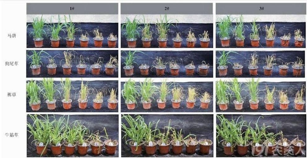 禾本科常见杂草图谱