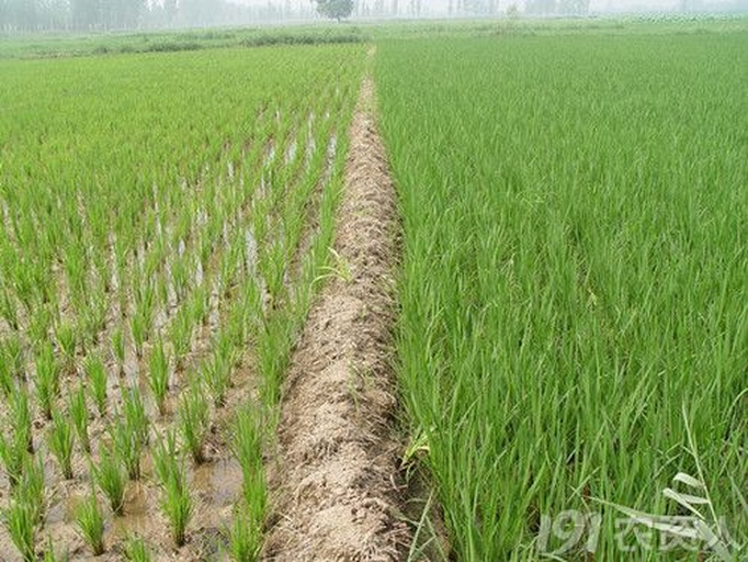 一幅对比图展示三种种植模式:左侧为南方春季覆膜种植,地膜覆盖,幼苗整齐出土;中部为黄淮海夏季直播,机械播种,行距规整;右侧为长江流域秋季种植,植株已抽穗,背景有早晚稻田,体现轮作场景 不同地区糯玉米种植模式对比图