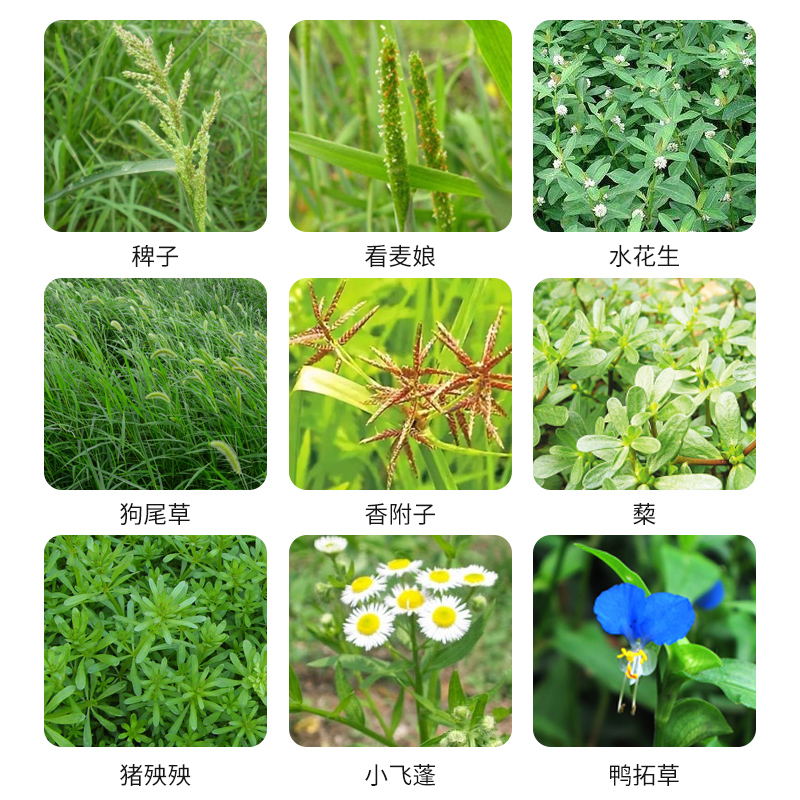 二甲四氯靶标杂草田间识别图谱
