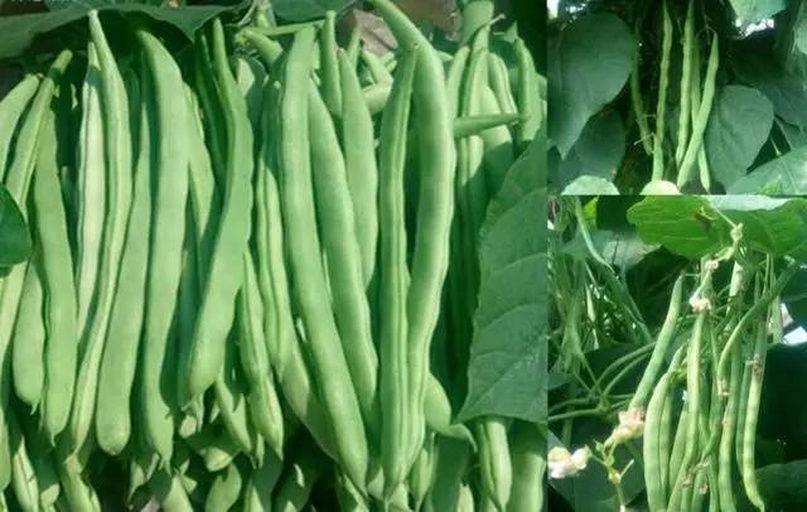 展示不同成熟阶段的四季豆豆荚状态:左侧为适宜采收的嫩绿饱满豆荚,颜色鲜亮、无斑点;中间为接近过熟状态,豆粒略微鼓起;右侧为过熟豆荚,明显膨胀且表面发黄。背景为清晨露水未干的田间环境,体现最佳采收时段 四季豆采收标准对比图