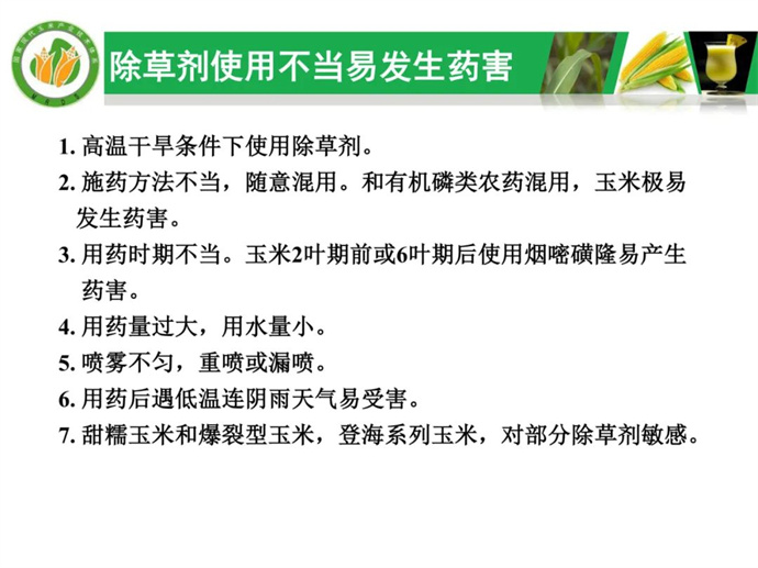 航拍视角玉米田杂草分布图,左侧为3–5叶期玉米幼苗,右侧密集生长马唐(紫红色分蘖)、稗草(直立细叶)、反枝苋(菱形红茎叶),土壤裸露明显,呈现中度至重度草害,背景可见均匀垄作,用于说明‘不伤苗的玉米除草剂都有哪些’的实际应用需求 玉米田杂草群落实景图:马唐、稗草、反枝苋与健壮玉米幼苗共生,展示典型杂草压力场景