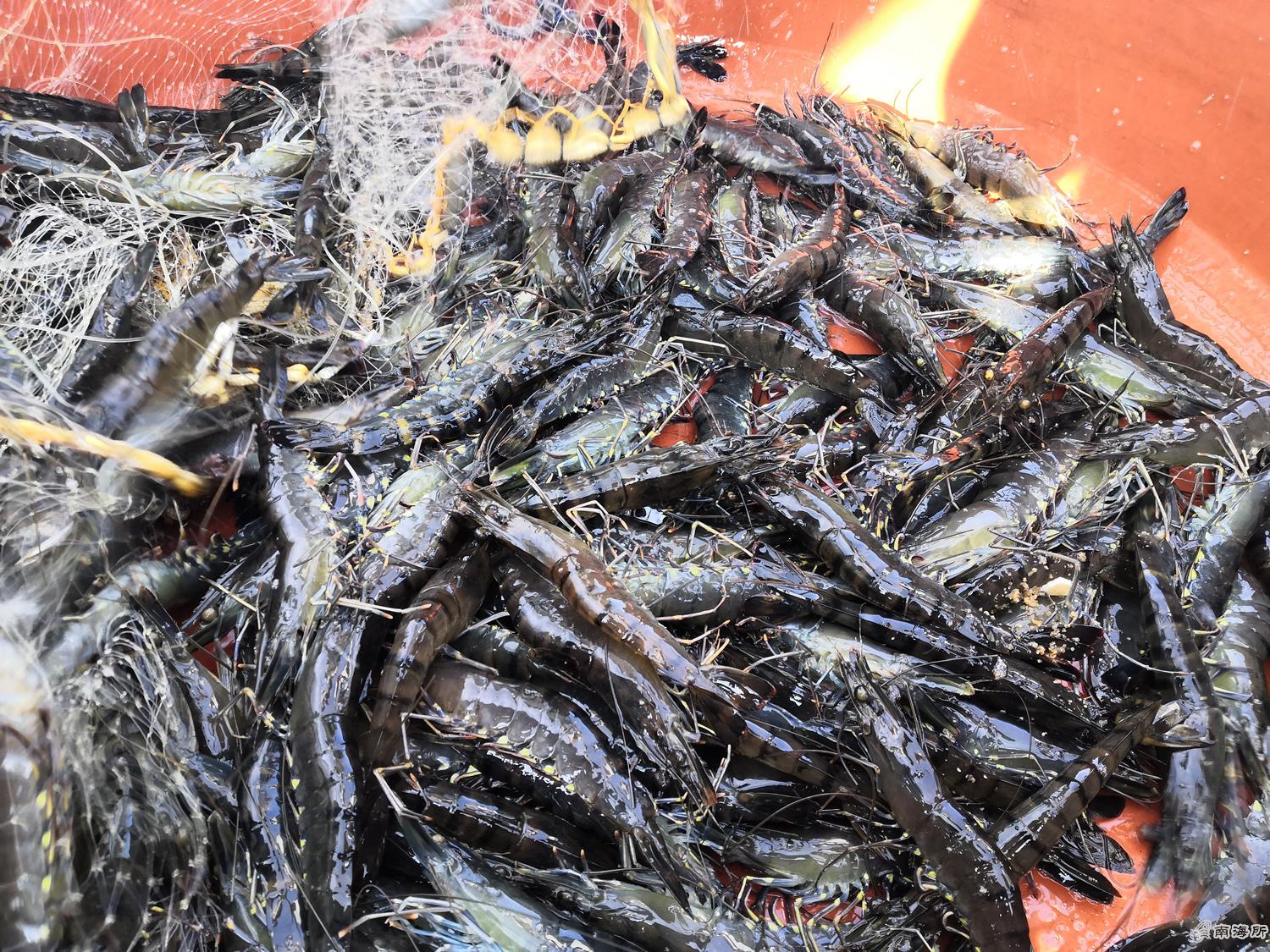 高青小龙虾捕捞现场