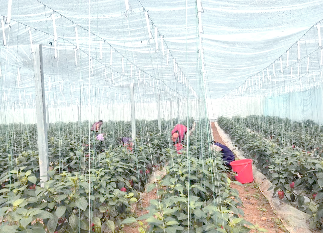 束椒采收工人作业场景