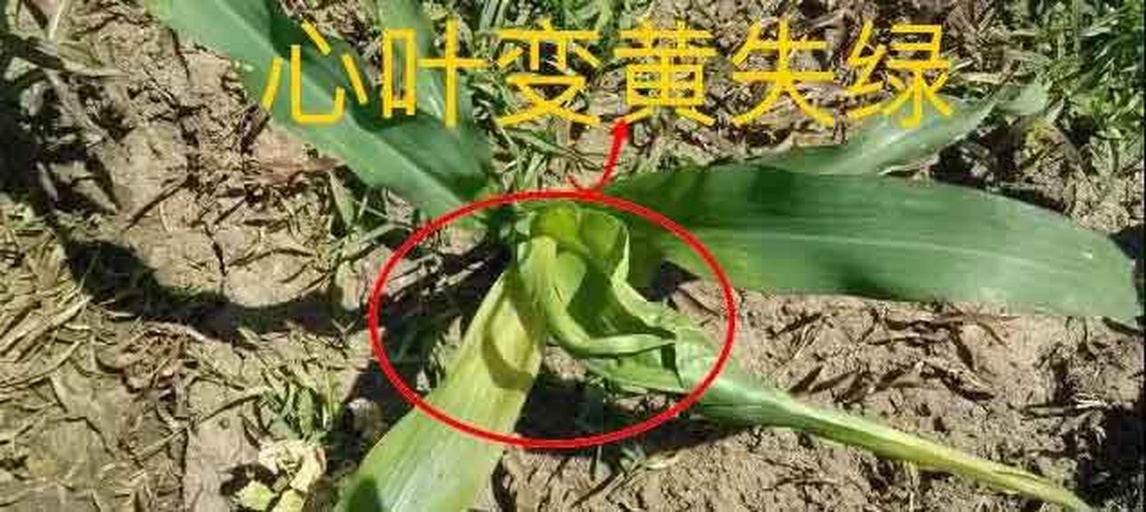 图示二四滴异辛酯在阔叶杂草体内的吸收、传导与典型药害症状发展过程:左为健康杂草,右为施药后第3天(卷叶)、第7天(茎扭、黄化)、第12天(枯死)的对比序列,背景标注玉米植株保持正常生长,体现选择性 二四滴异辛酯作用机理示意图:展示药液被阔叶杂草叶片吸收后沿韧皮部向生长点运输,导致茎尖扭曲、叶片卷曲、根系坏死的动态过程