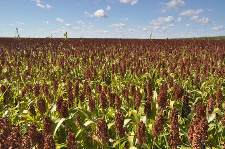 农家烤红苕场景图