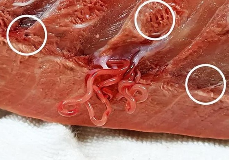 左侧为梅花鹿鞭横切面,可见致密肌纤维束与高密度血管窦腔结构;右侧为家驴鞭横切面,肌纤维排列疏松,血管窦数量减少约40%,结缔组织占比显著增高。标尺500μm,HE染色,放大200× 鹿鞭与驴鞭横切面高清显微结构对比图