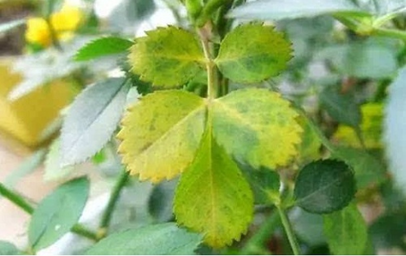 一株四季玫瑰植株,其靠近根部的中下层叶片明显呈现黄色或黄绿色,部分叶片边缘干枯,上部叶片仍保持绿色,显示出典型的由下而上的黄叶现象,土壤表面湿润 四季玫瑰基部叶片黄化特写