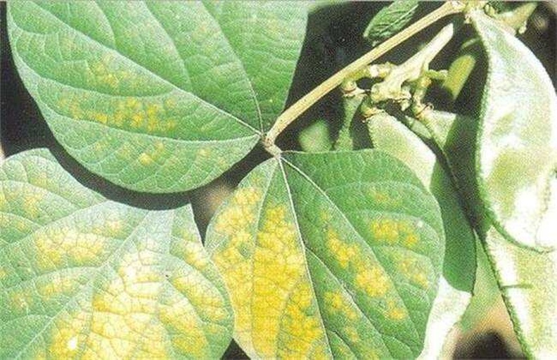 展示芸豆不同原因导致的黄叶症状:包括叶脉间黄化(缺镁)、整叶发黄(缺氮)、斑驳黄绿相间(病毒病)、叶背有蛛丝(红蜘蛛危害)等典型特征,便于农户对照识别 芸豆叶片黄化症状对比图