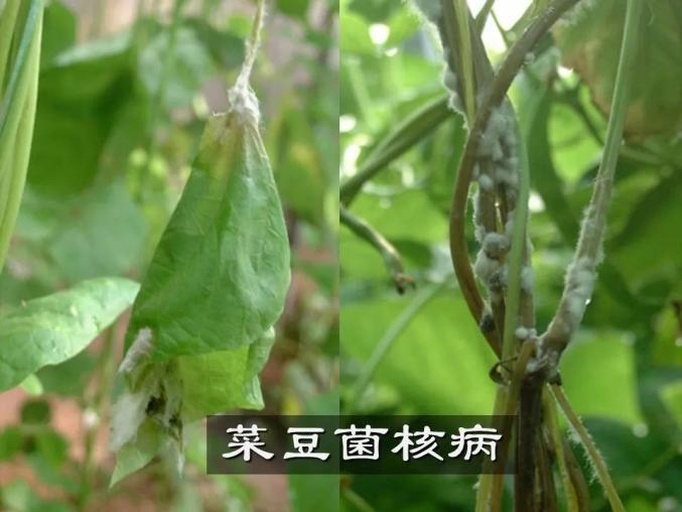 一株感染菌核病的莴苣植株,茎基部出现明显的水渍状褐色病斑,表面覆盖白色棉絮状菌丝,部分区域已形成黑色颗粒状菌核;周围叶片发黄萎蔫,整体呈现典型的菌核病发病特征 莴苣菌核病典型症状