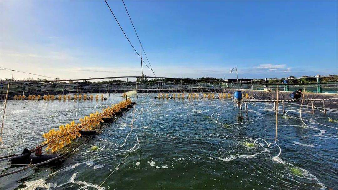 一个现代化对虾高位池养殖场景,工人正在使用塑料桶向池塘中泼洒淡黄色液体(益生菌制剂),池边设有增氧机,水面泛起密集气泡,远处可见监测浮标和遮阳棚,天气晴朗,水色呈黄绿色 对虾养殖池塘水质管理场景