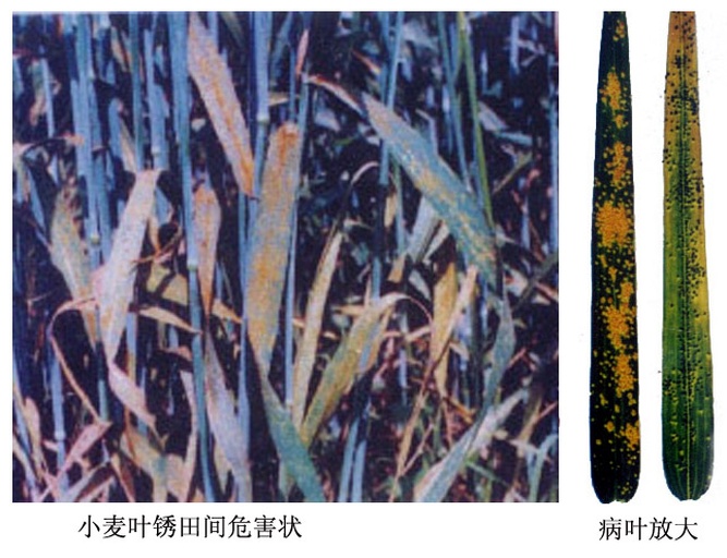 四宫格对比图:清晰展示渍涝、缺素、病害、虫害四类小麦黄苗的典型田间症状,含根系状态、叶片黄化部位、伴随特征(如黑脚、红点、云纹斑),背景为华北平原冬小麦田实景,比例尺1cm 小麦不同成因黄苗对比图:左上为渍涝型(根系褐烂、叶色浅黄)、右上为缺铁型(新叶脉间黄化、叶脉翠绿)、左下为全蚀病(黑脚+白穗)、右下为麦蜘蛛为害(叶背密布红点、正面黄白斑)