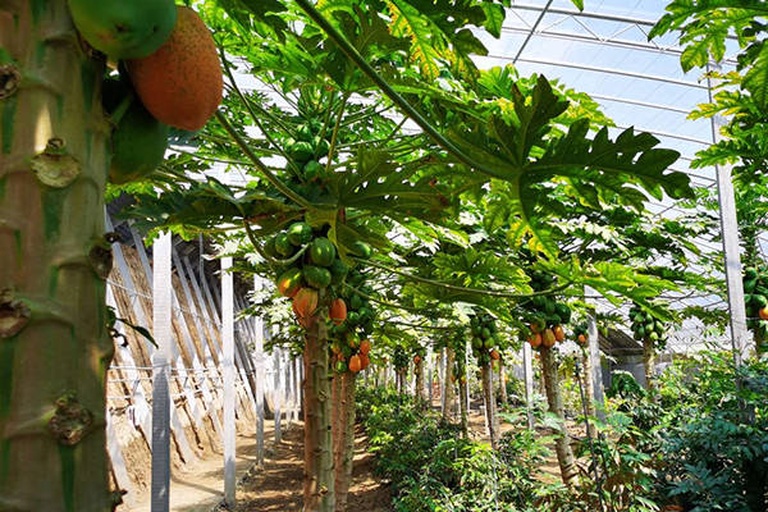 一座现代化塑料连栋温室内部,整齐排列着约1.5米高的木瓜植株,每株均用白色泡沫套管包裹茎基部。温室内悬挂电子温湿度计显示当前温度为10.5℃,地面铺设滴灌带,顶部安装补光灯。工作人员正在检查加热管道运行状态 南方木瓜大棚越冬实景图