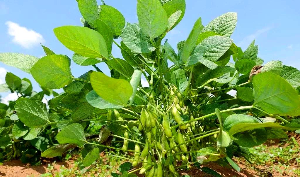 大豆植株生长状态