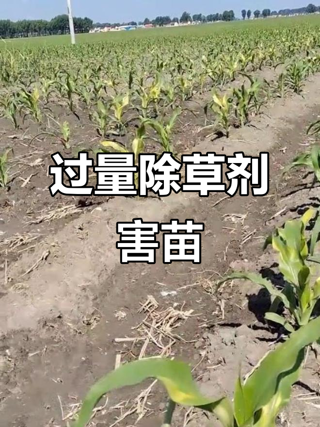 一片玉米田边缘堆放多个破损的蓝色和白色农药桶,部分桶身标签模糊可见‘除草剂’字样,周围杂草丛生,土壤颜色发暗,远处有灌溉沟渠 农田边缘废弃农药桶堆积造成环境污染