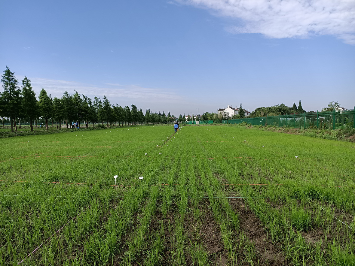 薄荷田航拍景观