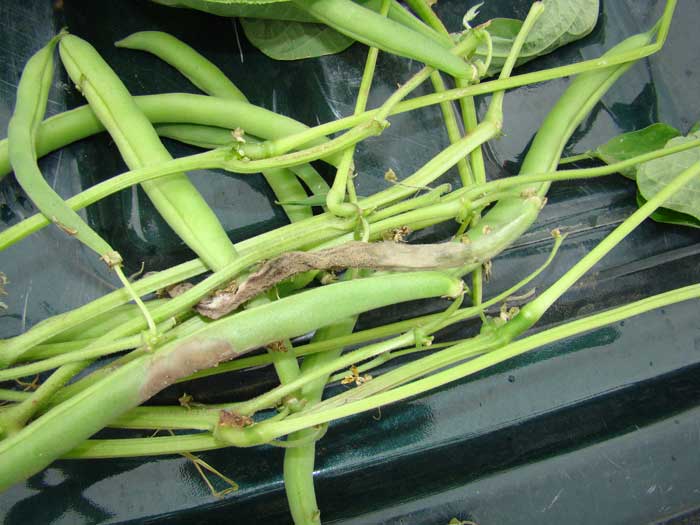 豆角红根病植株拔出后的根部特写