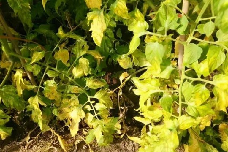 西红柿白叶病典型症状特写