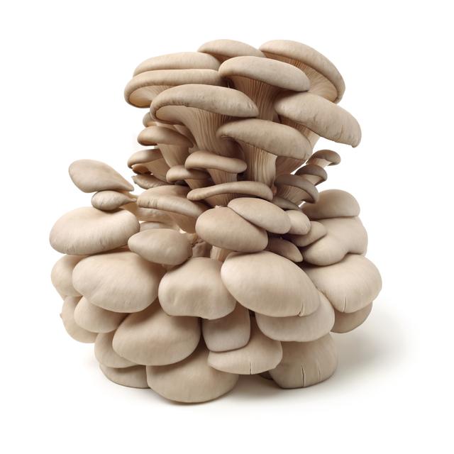 厨师正在厨房中用新鲜的新平菇制作菜肴的场景