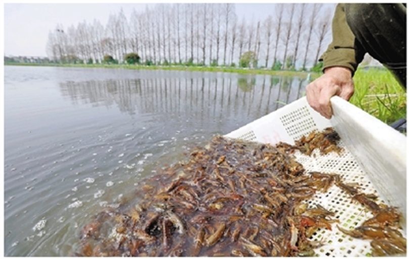 养殖户在傍晚沿池塘边均匀撒播颗粒饲料