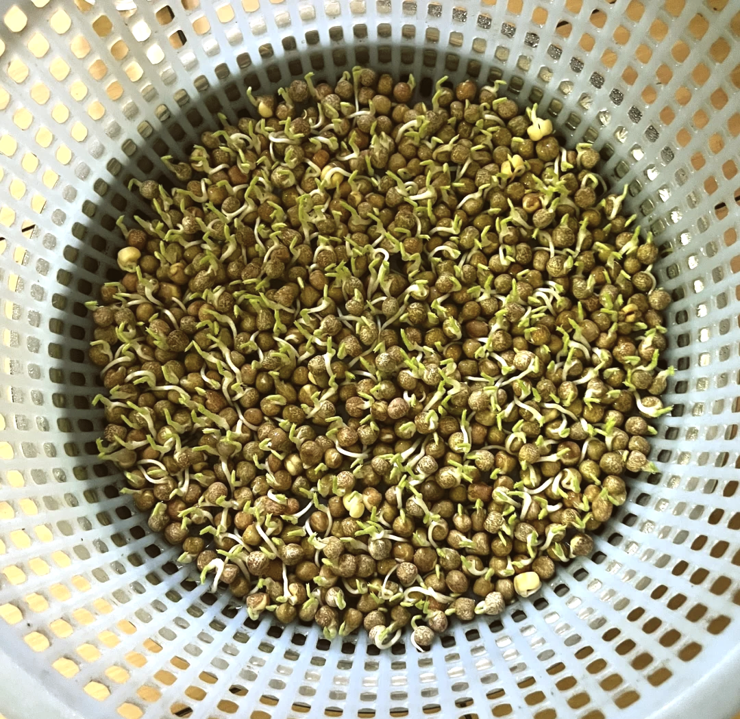 青豌豆在透明玻璃罐中发芽生长的过程图